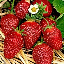 Земляника (клубника) 'Мара Де Буа'
