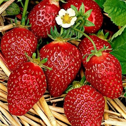 Земляника (клубника) 'Мара Де Буа'