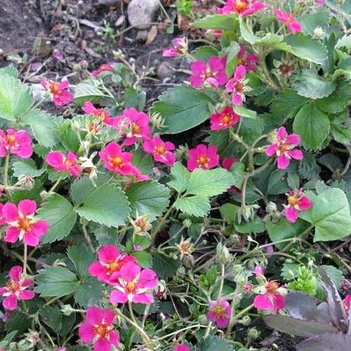 Земляника (клубника) 'Вива Росса'