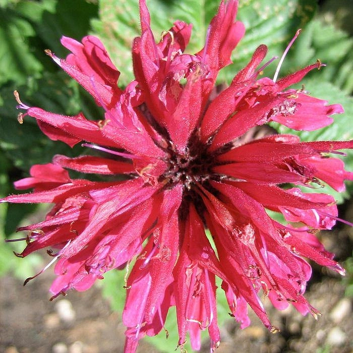 Монарда двойчатая Файербол