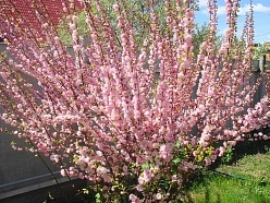 Вишня мелкопильчатая (сакура) 'Розовая мгла'