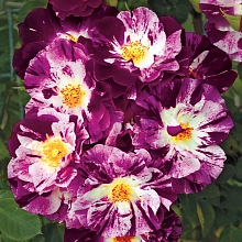 Роза 'Парпл Сплэш' (плетистая) (фиолетовая с белыми штрихами)