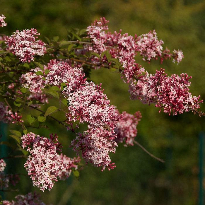 Сирень мелколистная 'Суперба' (розово - белая)