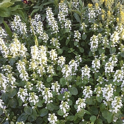 Живучка ползучая 'Альба'