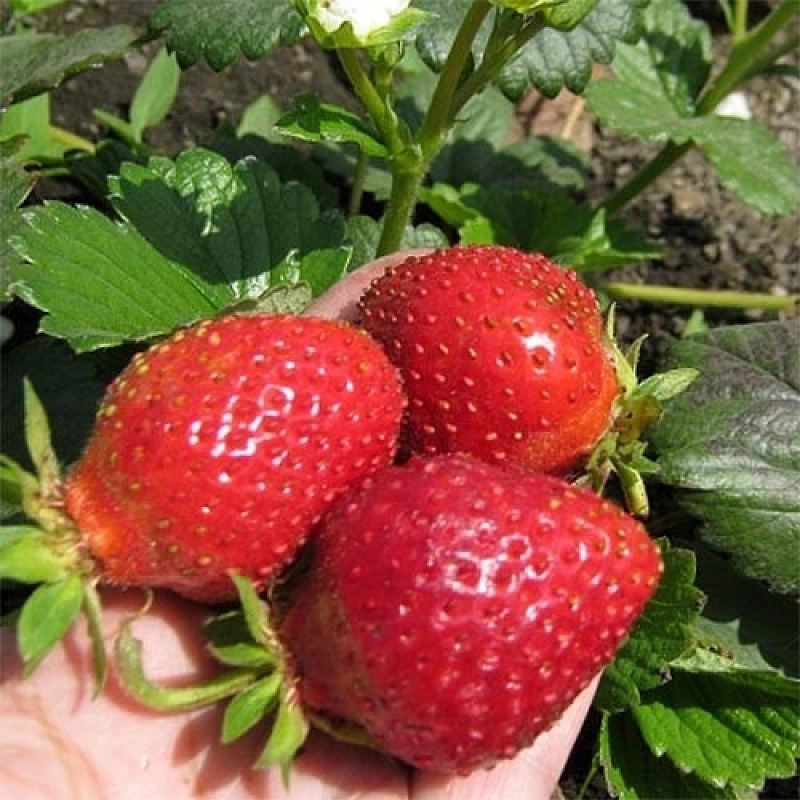 Земляника (клубника) 'Белтран'