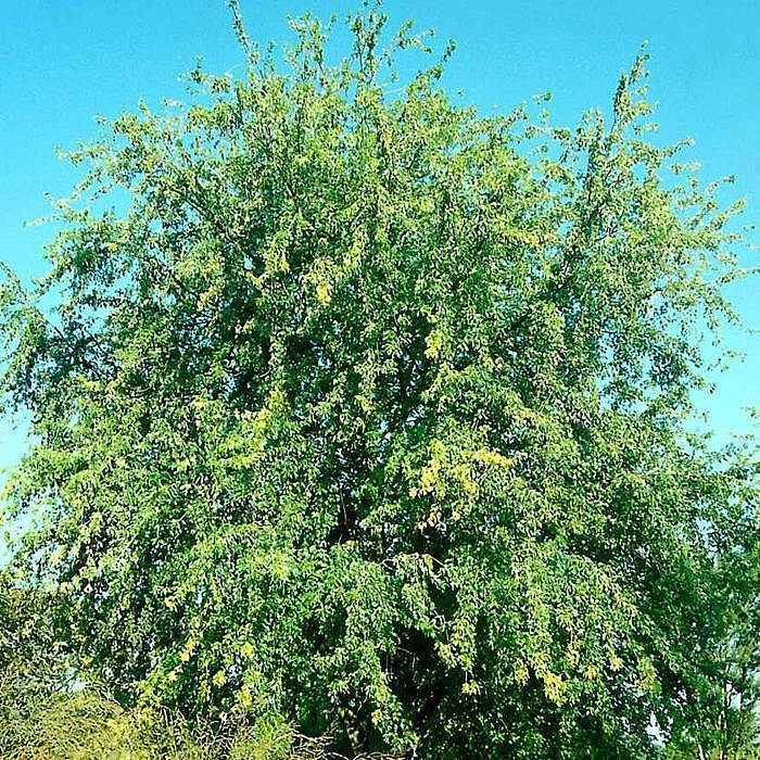 Клен сахарный (серебристый) 'Лациниатум Виери'