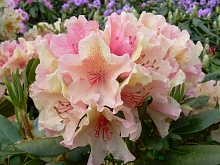 Рододендрон гибридный (азалия) 'Бразилия' (кремовый)