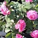 Роза 'Баронесса' (флорибунда) (розово - фуксиевый)						
