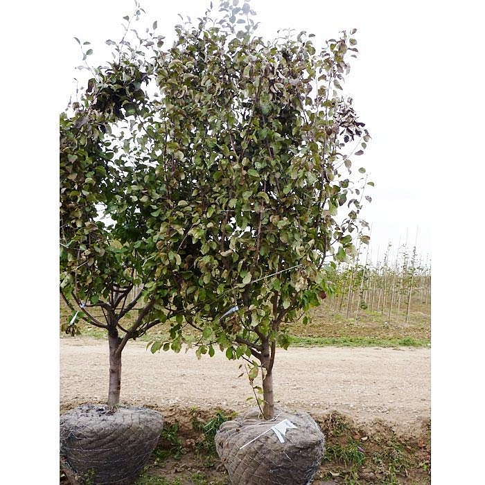 Яблоня домашняя 'Лобо'