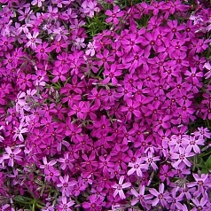 Флокс шиловидный