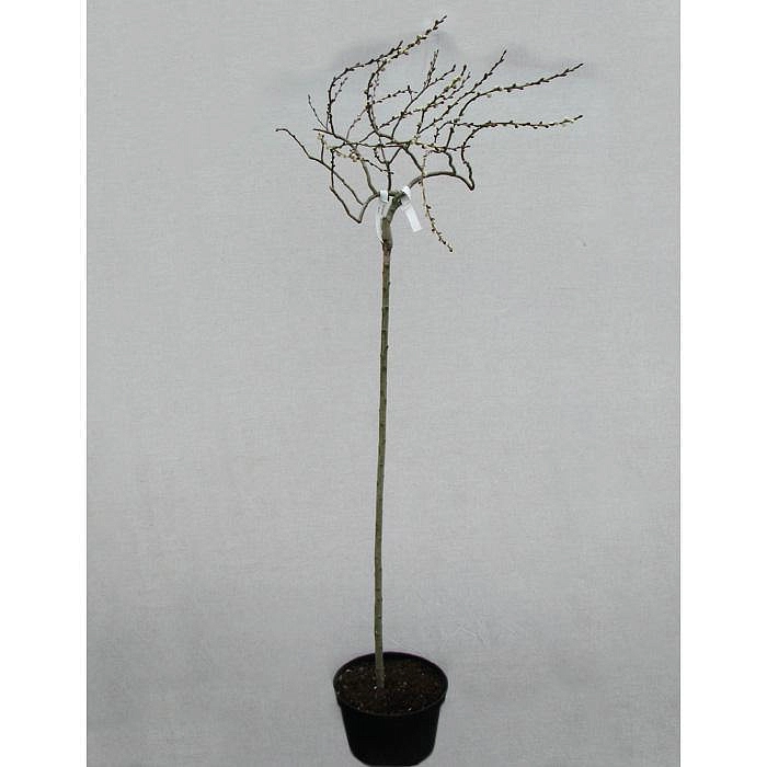 Ива козья 'Курли Локc'