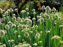 Лук дутчатый (батун)