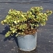 Лапчатка кустарниковая 'Голдстар'