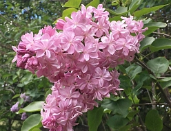 Сирень обыкновенная 'Принц Волконский' (лилово - розовая)