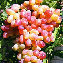 Виноград 'Розовый жемчуг'