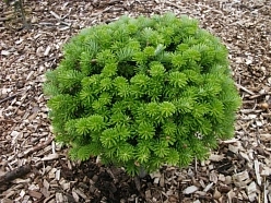 Пихта корейская 'Бриллиант' Пихта корейская 'Бриллиант'