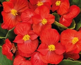 Бегония изящная 'Спринт Плюс Ред' (красная, зел.лист)