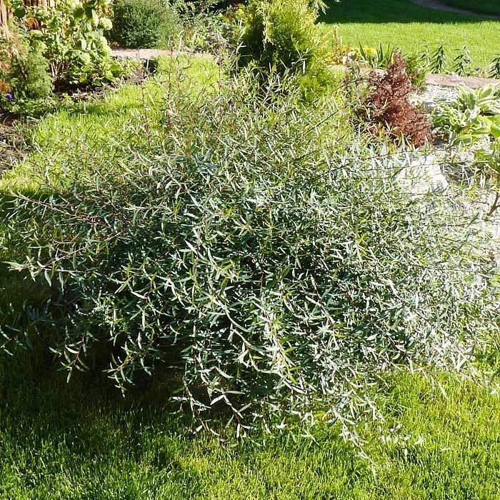 Ива пурпурная (грацилис) 'Нана'