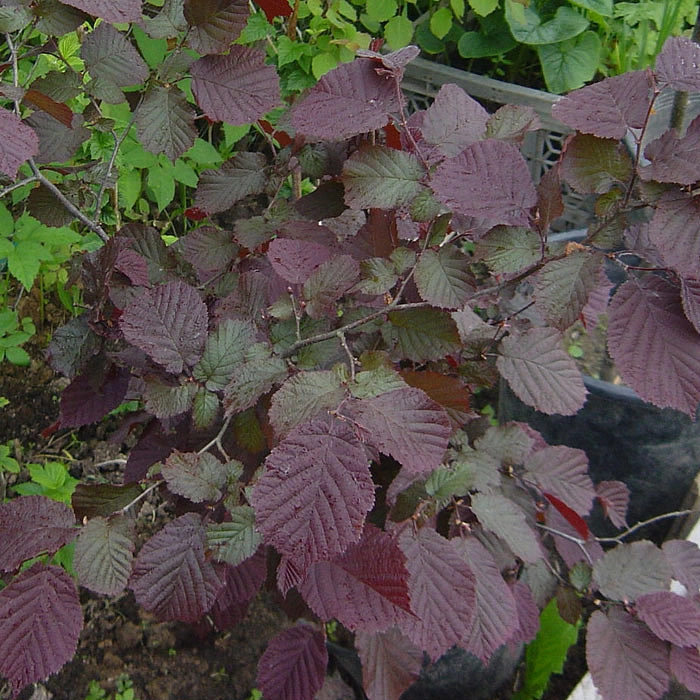 Лещина обыкновенная (артропурпуреа) 'Пурпурея'