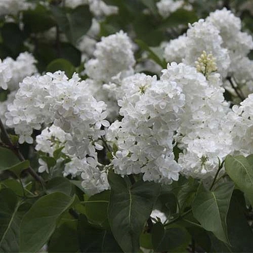 Сирень обыкновенная 'Мари Легре' (белая)