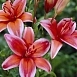 Лилия 'Электрик Ред' (карминово - красная)