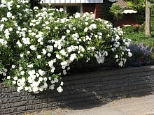 Роза 'Уайт Мейдиланд' (почвопокровная)