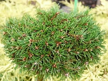Сосна обыкновенная 'Бэксел'