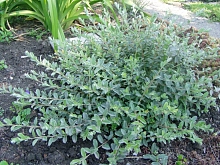 Ива ползучая 'Грин Карпет'