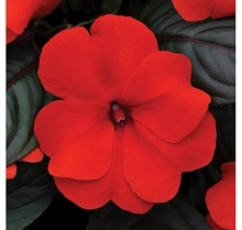 Бальзамин новогвинейский 'Дивайн Черри Ред' (темно-красный)