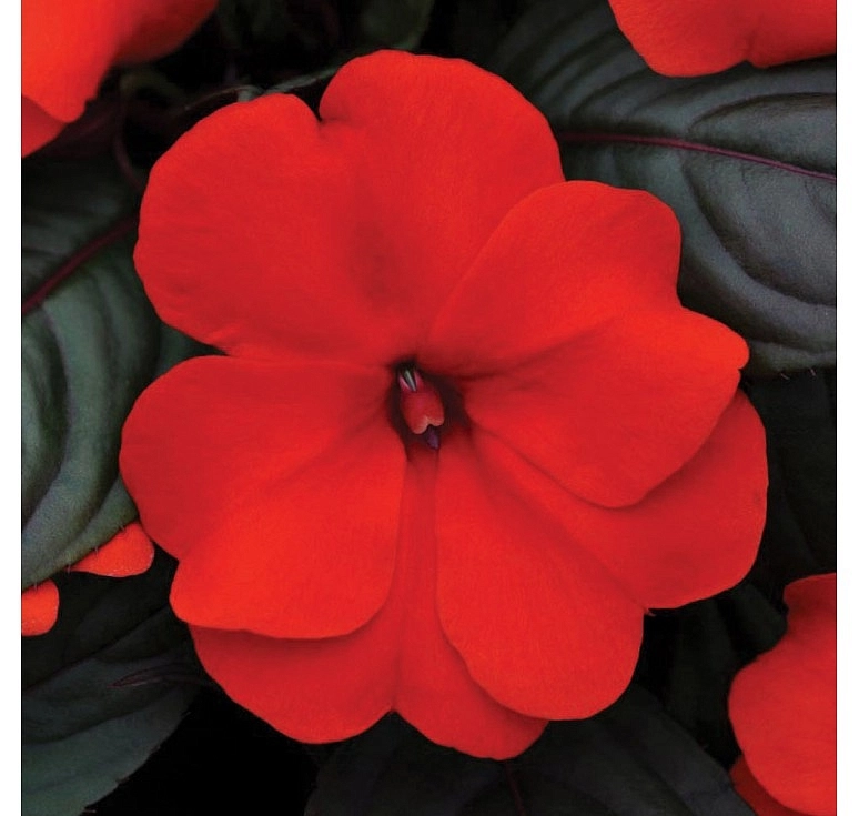 Бальзамин новогвинейский 'Дивайн Черри Ред' (темно-красный)