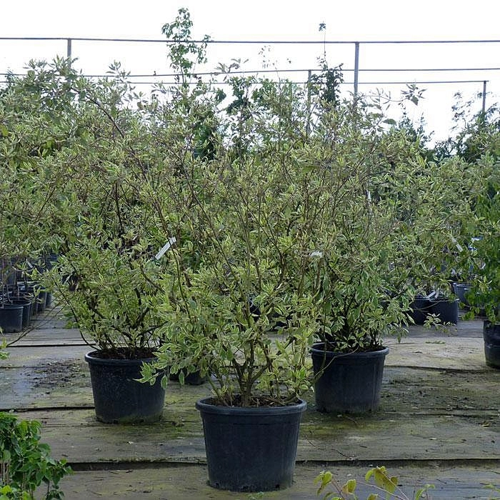 Дерен белый 'Элегантиссима'