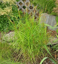 Осока пальмолистная