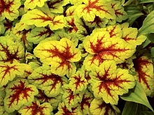 Гейхера гибридная 'Стоплайт'