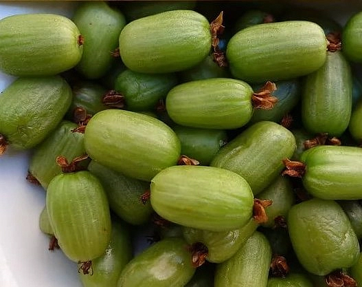 Актинидия Коломикта 'Фестивальный'