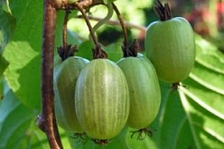 Актинидия Коломикта 'Ароматная' (жен.) Актинидия Коломикта 'Ароматная' (жен.)