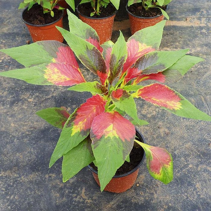 Амарант Хвостатый Розари Амарант Хвостатый Розари