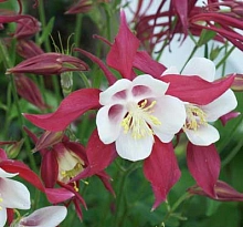 Аквилегия гибридная (водосбор) 'Кримсон Стар'