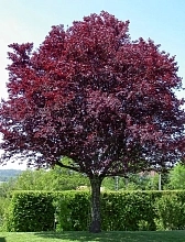 Слива растопыренная 'Писсарди'