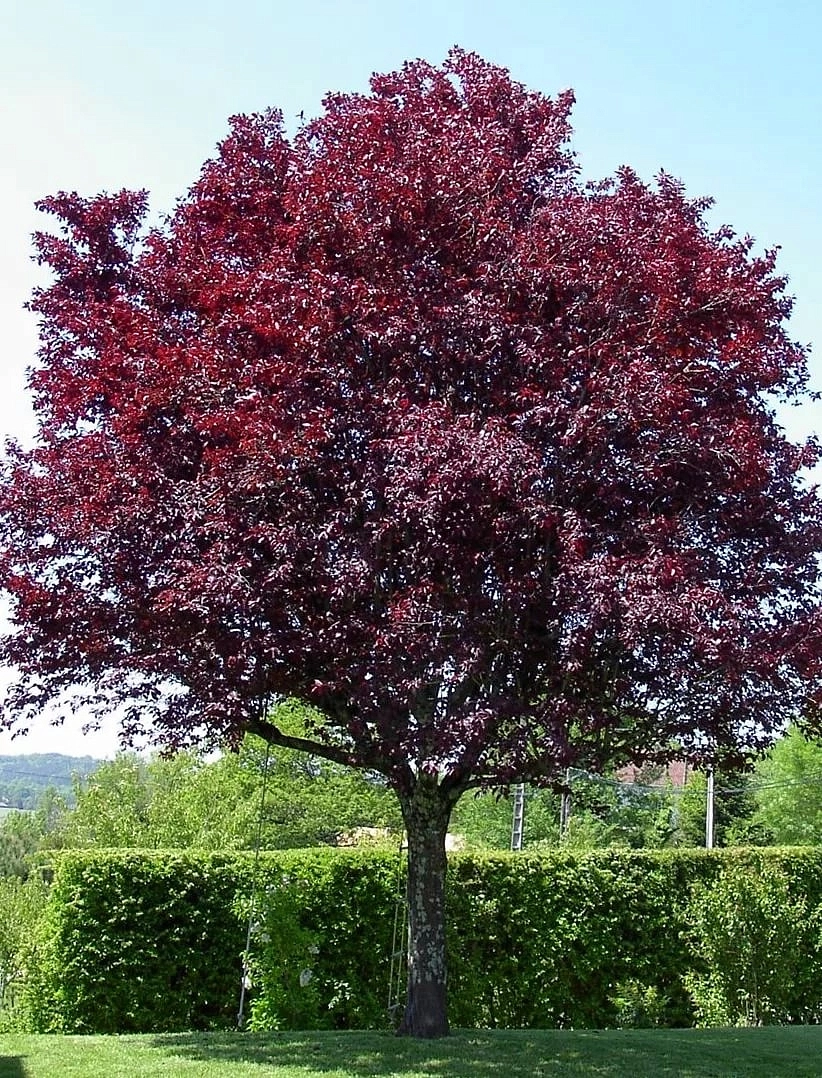 Слива растопыренная 'Писсарди'