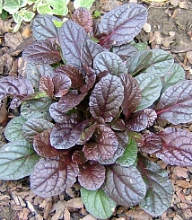 Живучка ползучая 'Атропурпуреа'