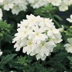 Вербена гибридная 'Обсешн Вайт' (белая)