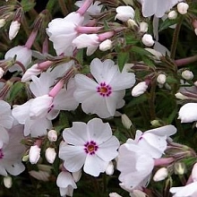 Флокс шиловидный 'Эмейзинг Грейс'