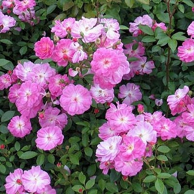 Роза 'Лавендер Ковер' (почвопокровная, флорибунда) (лавандово - розовая)