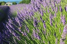 Лаванда узколистная 'Гроссо'