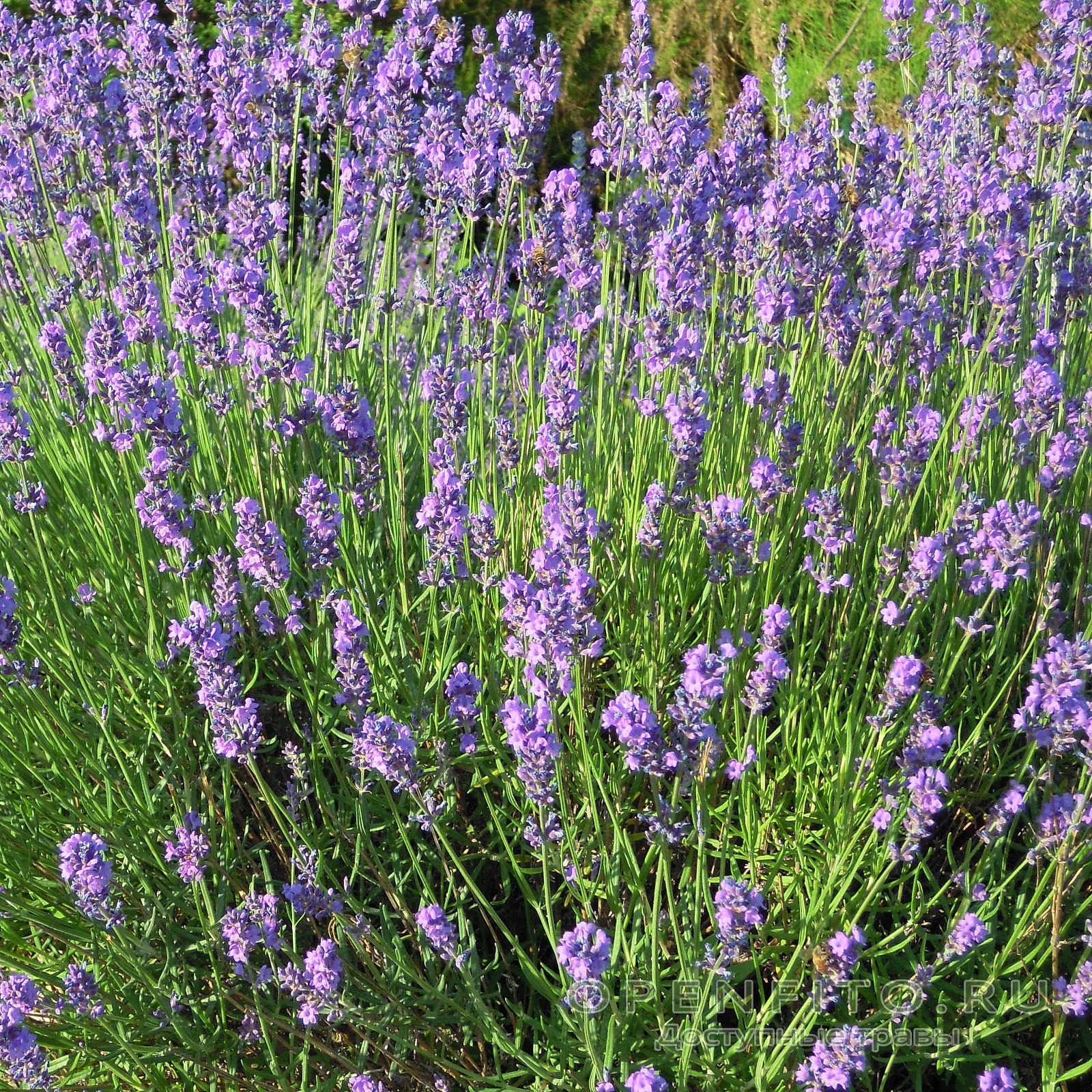 Купить Лаванду Лаванда узколистная 'Спир Блю' в питомнике Южный