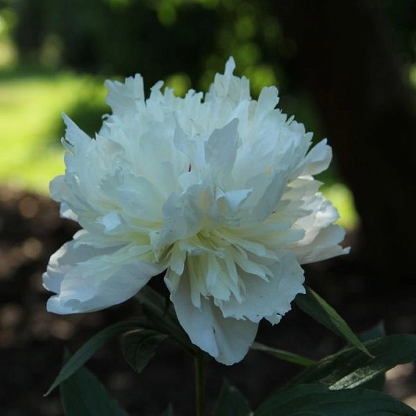 Пион молочноцветковый 'Баронесса Шредер' (кремово розовый с белым)