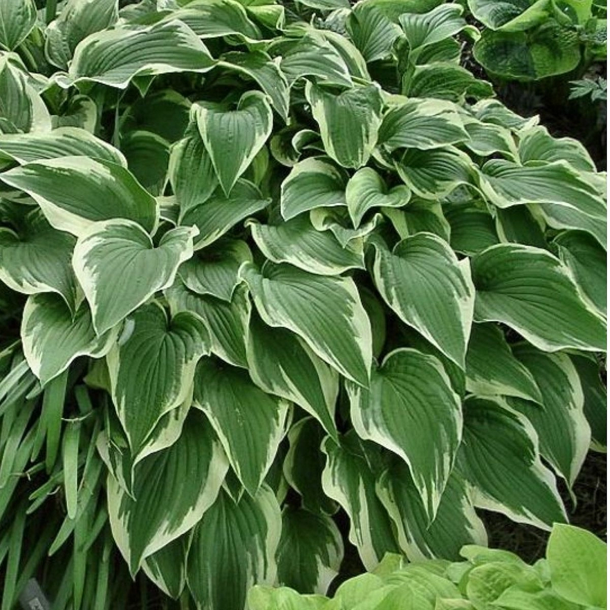 Хоста гибридная (вздутая, волнистая) 'Антиох'