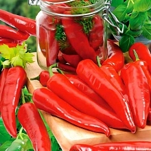 Перец острый 'Астраханский'