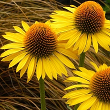 Эхинацея странная