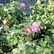 Роза 'Зоммерзонне' (флорибунда) (коралово - красная)